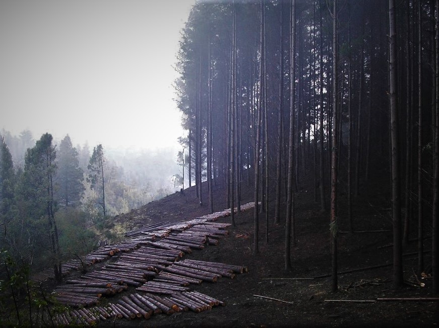 El Gobierno Provincial licitó madera por 19 millones de&nbsp;pesos