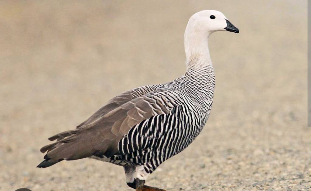 Recomendaciones ante aparición de casos de influenza aviar en el&nbsp;país