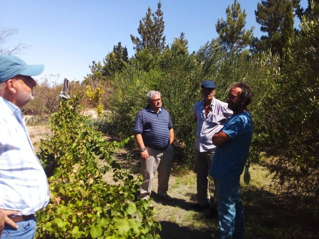 Chubut avanza con el desarrollo del Plan Olivícola&nbsp;Provincial