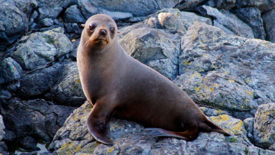 Perú reporta la muerte de 585 lobos marinos y 55.000 aves por gripe&nbsp;aviar