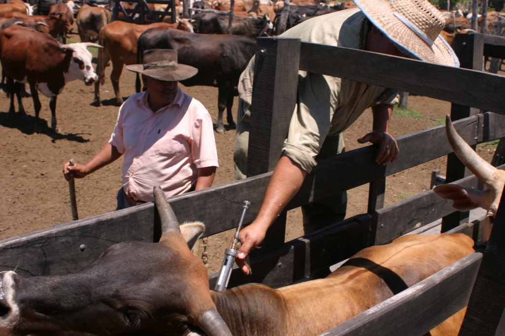 Adecúan procedimiento de vacunación de fiebre&nbsp;aftosa