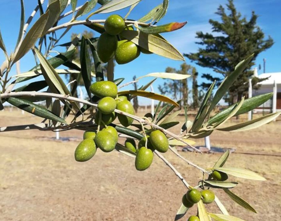Se efectuó un nuevo encuentro de la Mesa Técnica de&nbsp;Olivos