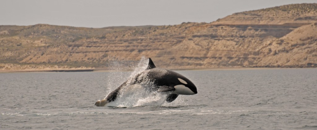 Semana de las Orcas en Chubut: Amplia agenda de actividades promocionales y&nbsp;educativas