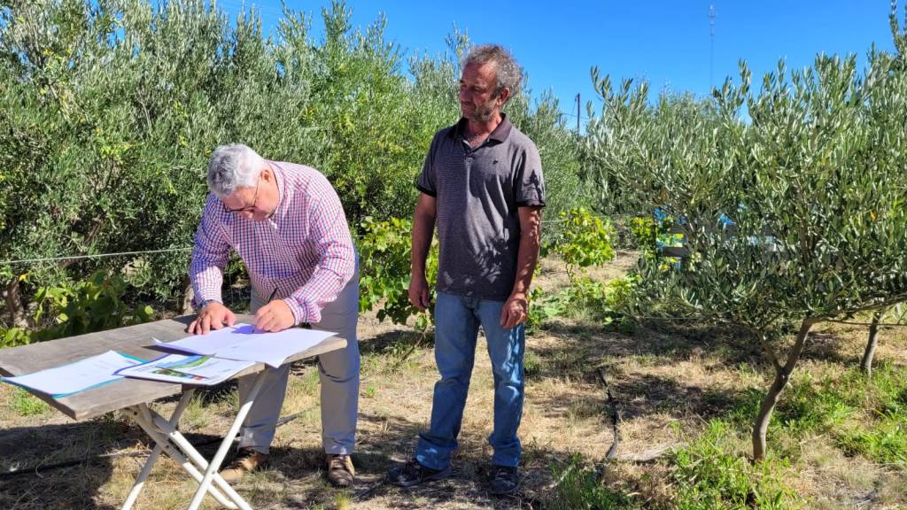 Svanza el desarrollo del Plan Olivícola Provincial en&nbsp;Chubut
