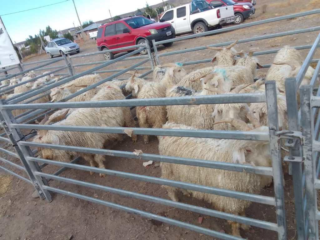 Provincia acompañó a productores en la 14° Exposición y Venta de Castrones de&nbsp;Cushamen