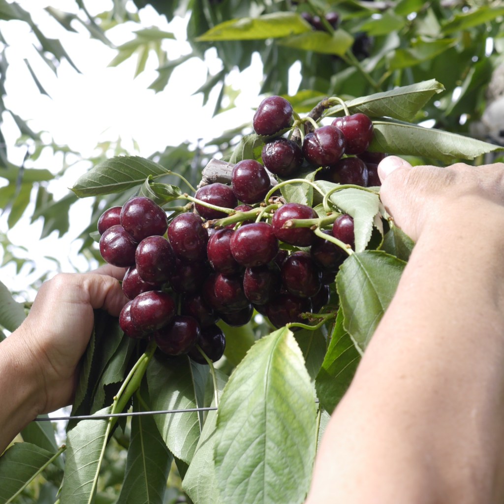 Se consolida la producción y exportación de cerezas en el Valle Inferior del Río&nbsp;Chubut