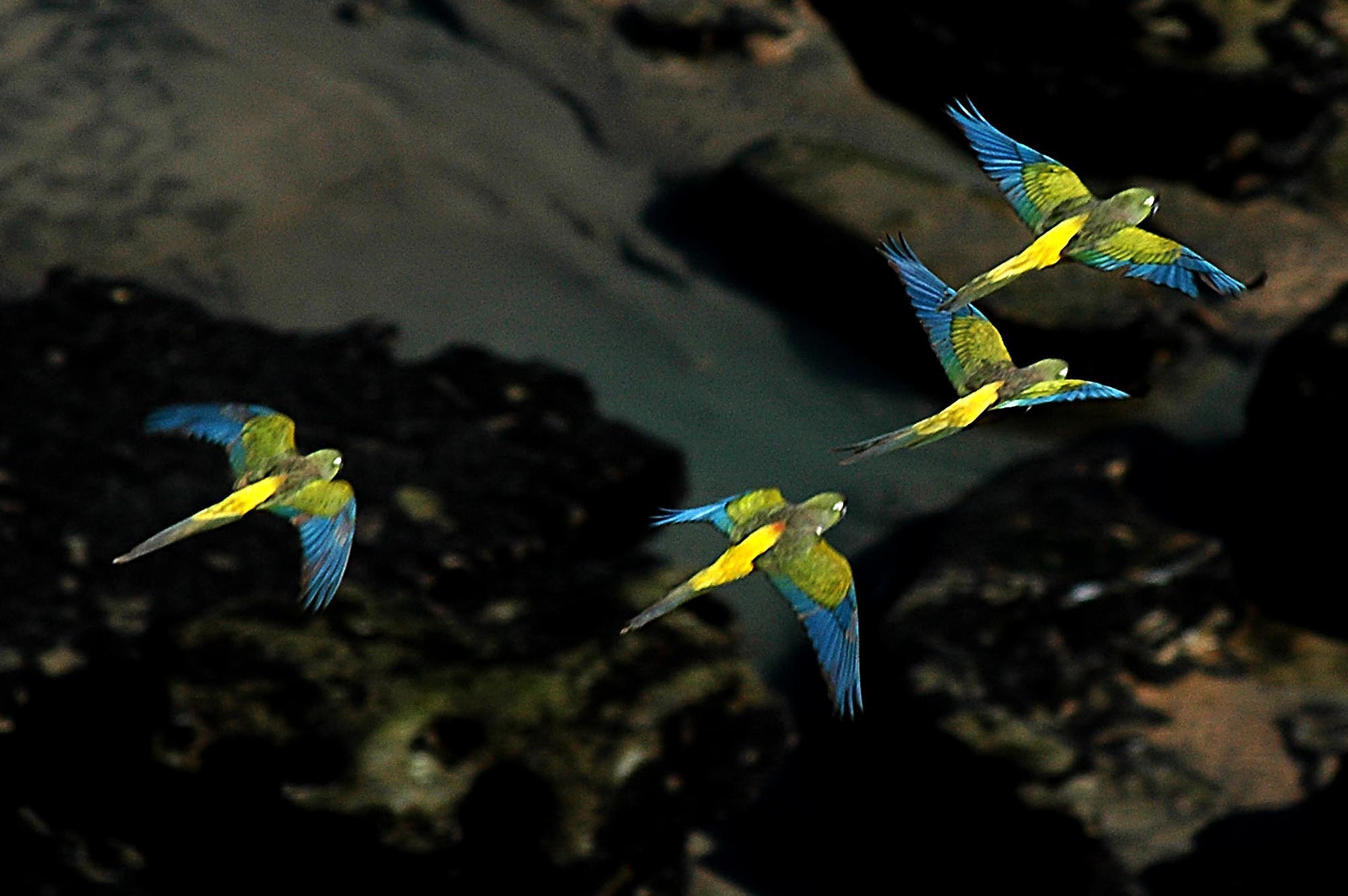 Crearán una reserva natural para preservar la colonia de loros barranqueros