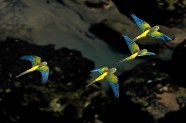 Crear n Una Reserva Natural Para Preservar La Colonia De Loros Barranqueros Crear n Una Reserva Natural Para Preservar La Colonia De Loros Barranqueros