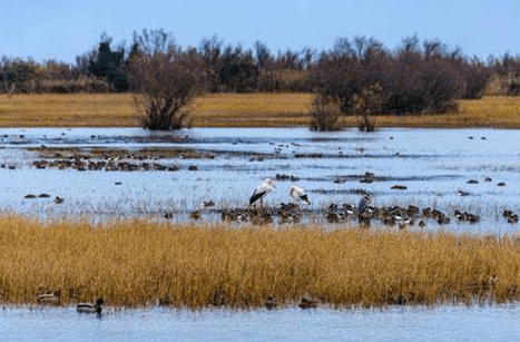 Crean reserva natural silvestre en San Clemente del Tuyú para la conservación&nbsp;ambiental