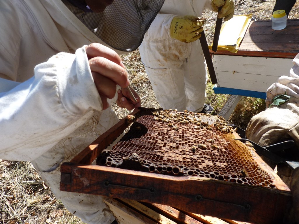 El Gobierno Provincial convoca a productores apícolas a inscribirse en el&nbsp;RENAPA