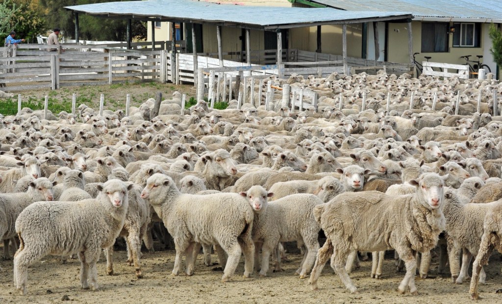 Ley Ovina: Chubut lidera el ranking nacional de proyectos ejecutados en&nbsp;2022