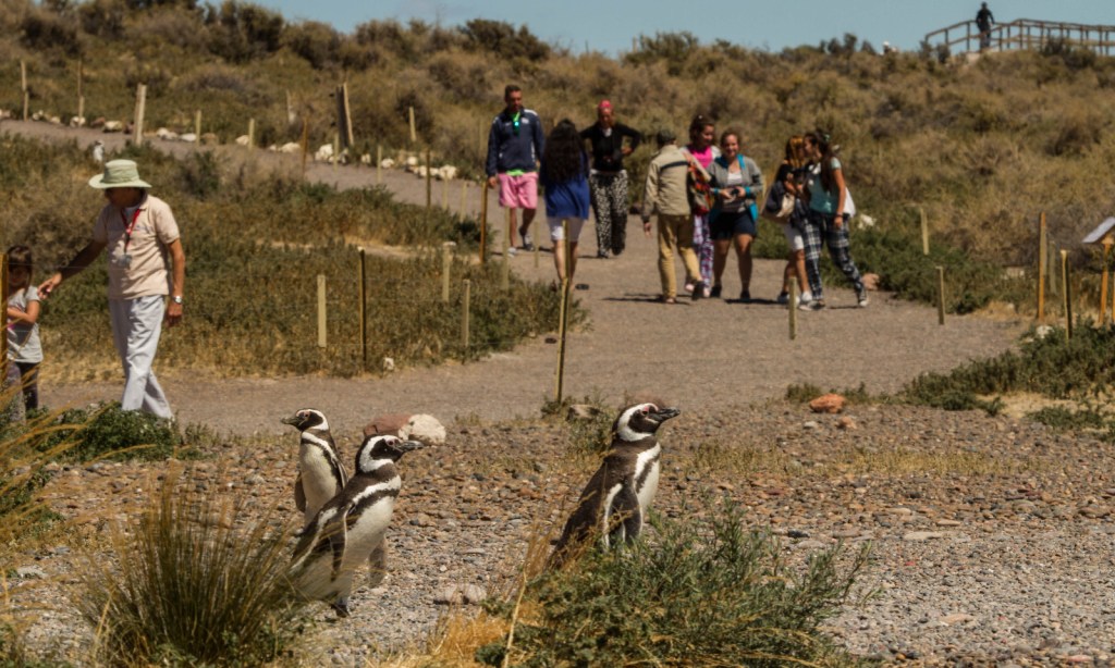 Turismo en Chubut: Punta Tombo cerró una de las mejores temporadas de los últimos&nbsp;años