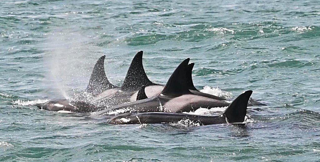 Mirá las fotos del show de Orcas en plena Temporada&nbsp;2023