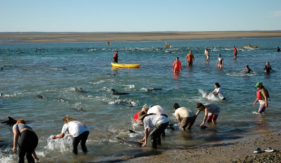 Salvaron a 400 delfines en San Antonio&nbsp;Oeste