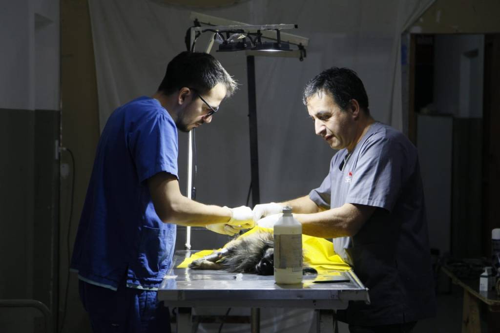 Rawson: el Programa “Veterinaria en tu barrio” cerró con un balance positivo en el Centro Comunitario del Área&nbsp;16