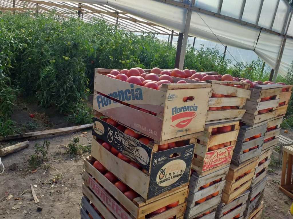 La temporada hortícola de Trelew cierra una producción&nbsp;récord
