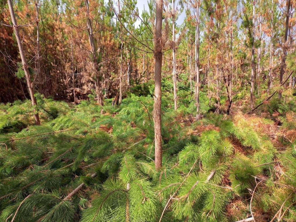 El Gobierno Provincial continúa con el manejo preventivo y productivo de forestaciones en Puerto&nbsp;Patriada