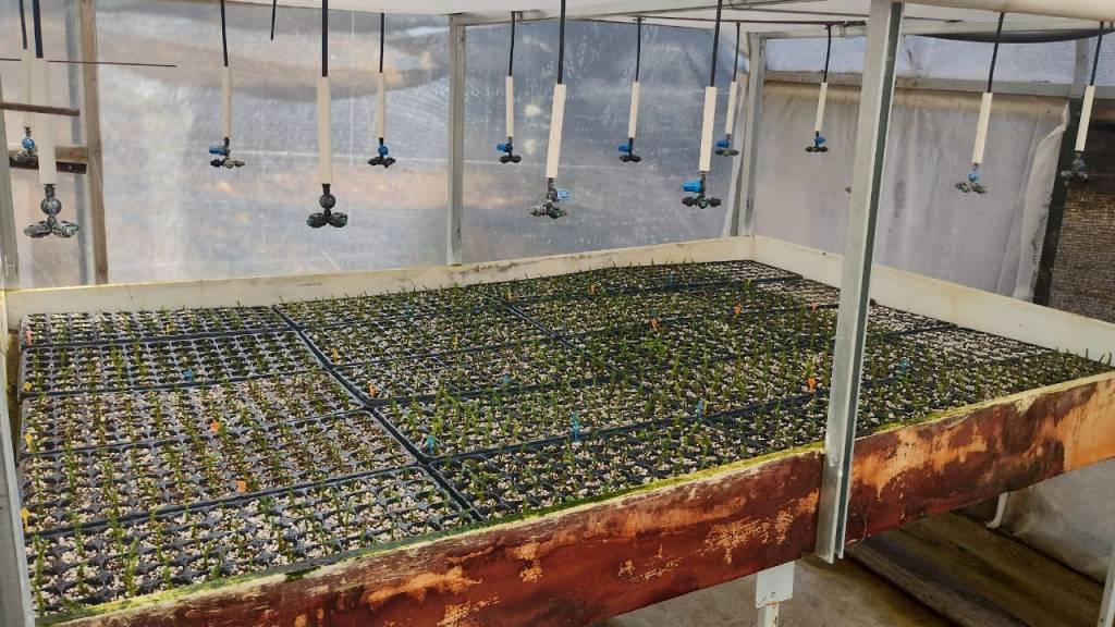 Nuevos avances en el desarrollo del Banco Genético de Alerces de la Reserva Provincial Lago&nbsp;Epuyén