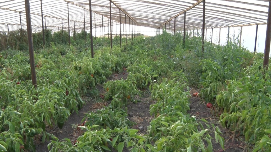 Trelew: La producción bajo cubierta permitió a los productores locales insertarse en el mercado&nbsp;regional