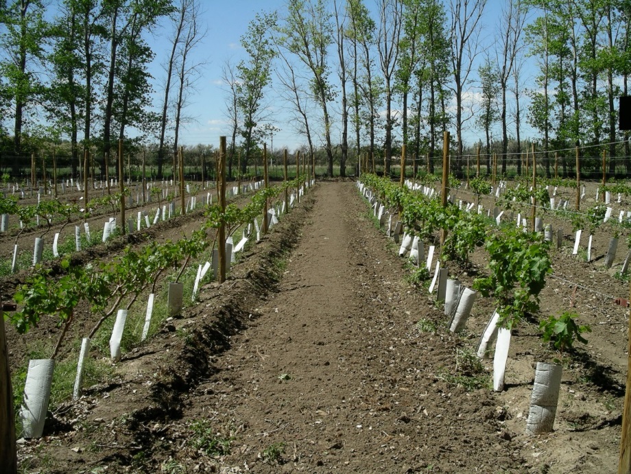 Chubut avanza en la certificación orgánica de producción&nbsp;vitivinícola