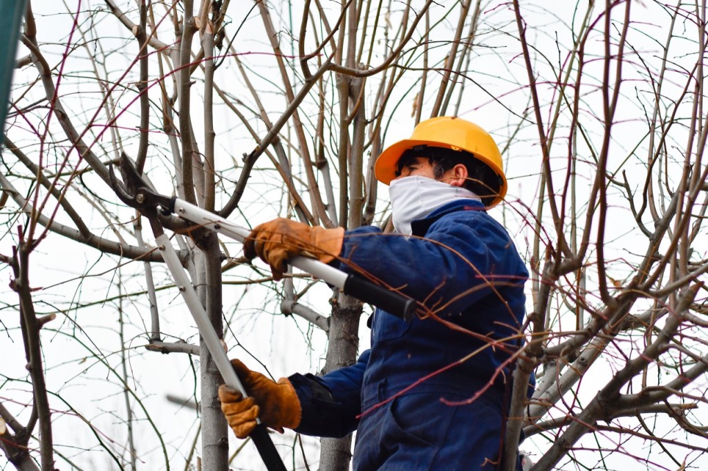 El Municipio de Trelew inicia la temporada de&nbsp;poda