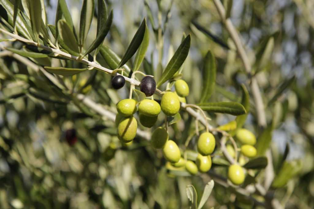 Rawson potencia la producción&nbsp;olivícola