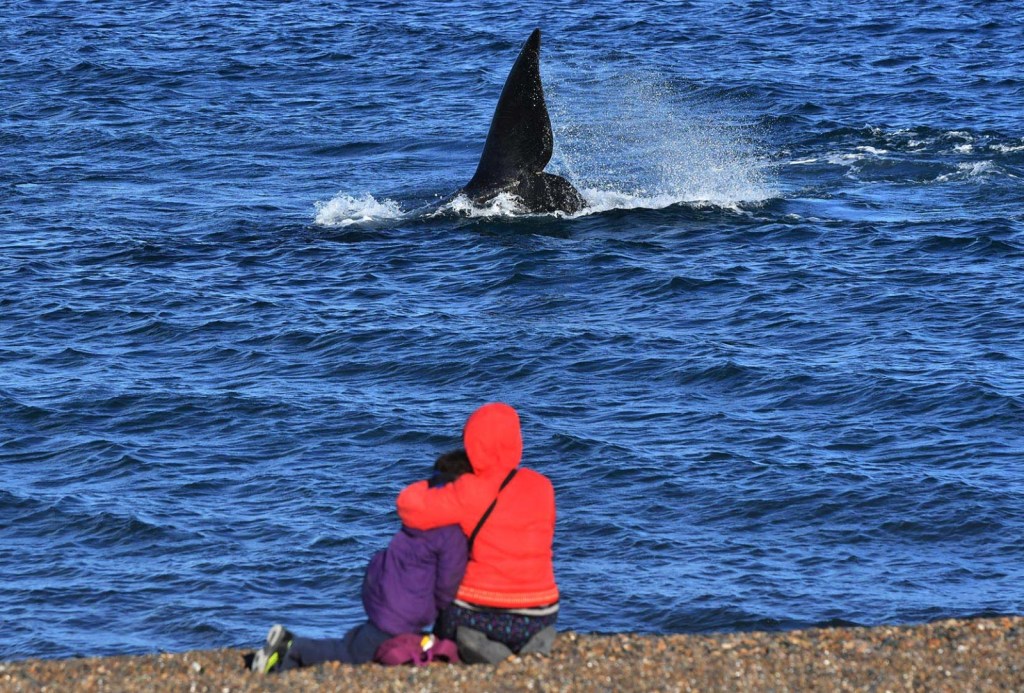 Turismo: Gran movimiento en la Comarca Península Valdés con el inicio de la Temporada de&nbsp;Ballenas