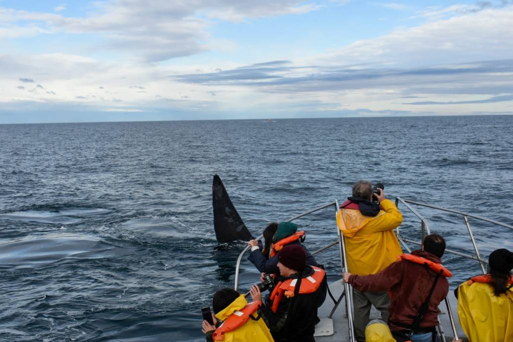 Turismo: Medios de comunicación regionales y nacionales realizaron un viaje de prensa para difundir la Temporada de Ballenas&nbsp;2023