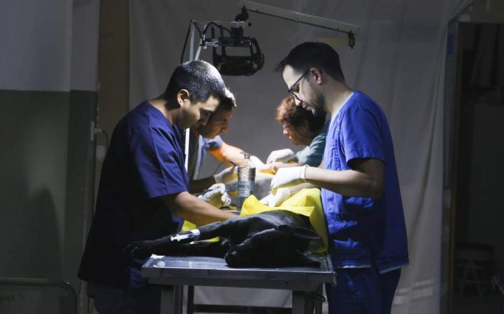 Rawson: desde este lunes y hasta el viernes, “Veterinaria en tu barrio” realizará esterilizaciones gratuitas para las Áreas 12 y&nbsp;13