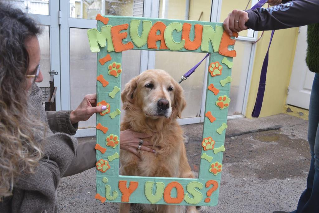 “Veterinaria en tu barrio” realizó más de 70 esterilizaciones gratuitas en los barrios Hunt y Loteo Ex&nbsp;IAC