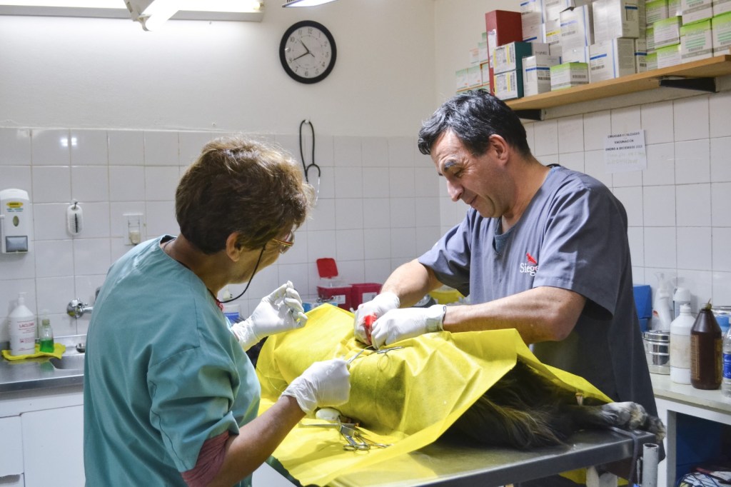 El Programa “Veterinaria en tu barrio” se presentará en las Áreas 22 y 25 de&nbsp;Rawson