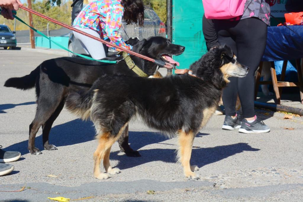 El Día Mundial del Perro Adoptado: una oportunidad para promover la adopción&nbsp;responsable
