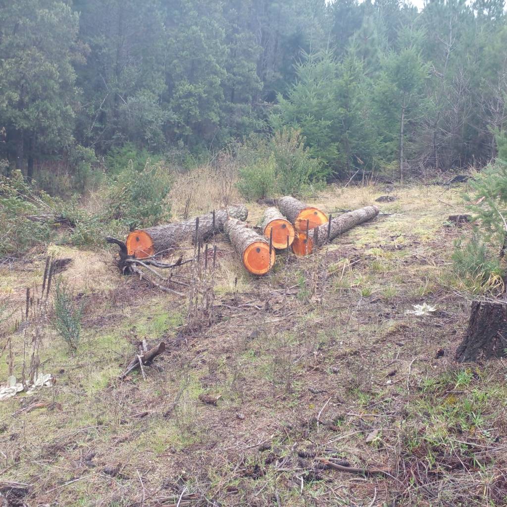 Lago Puelo: El Gobierno logra evitar una ocupación ilegal en una reserva forestal&nbsp;provincial