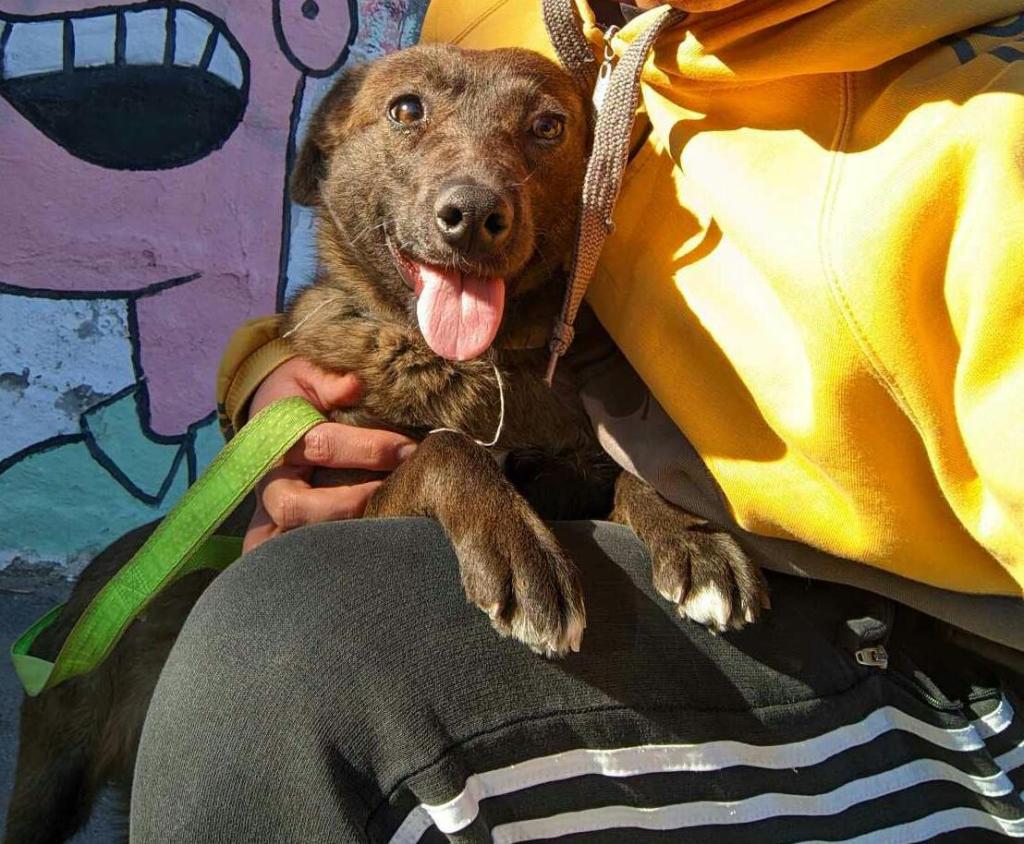 Zoonosis de Trelew invita a los vecinos a unirse al programa de adopción responsable de mascotas&nbsp;