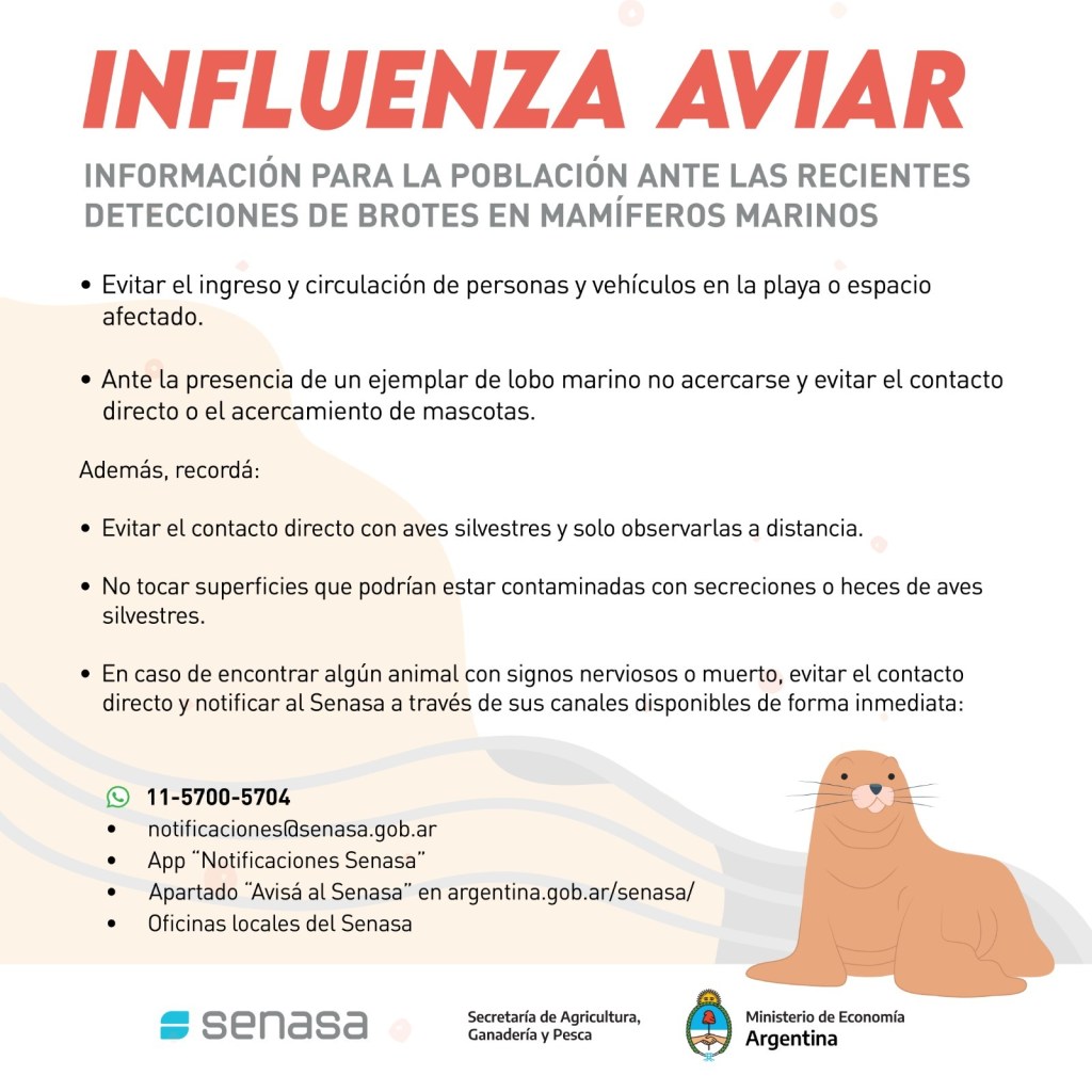 El Gobierno del Chubut brinda recomendaciones ante circulación de gripe aviar en mamíferos&nbsp;marinos