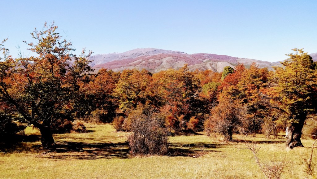 El Gobierno Provincial convoca a la presentación de proyectos para la protección y manejo del bosque&nbsp;nativo