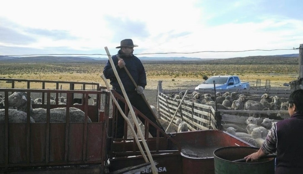 Provincia gestionó recursos  para el control y erradicación de la ectoparasitosis en&nbsp;ovinos