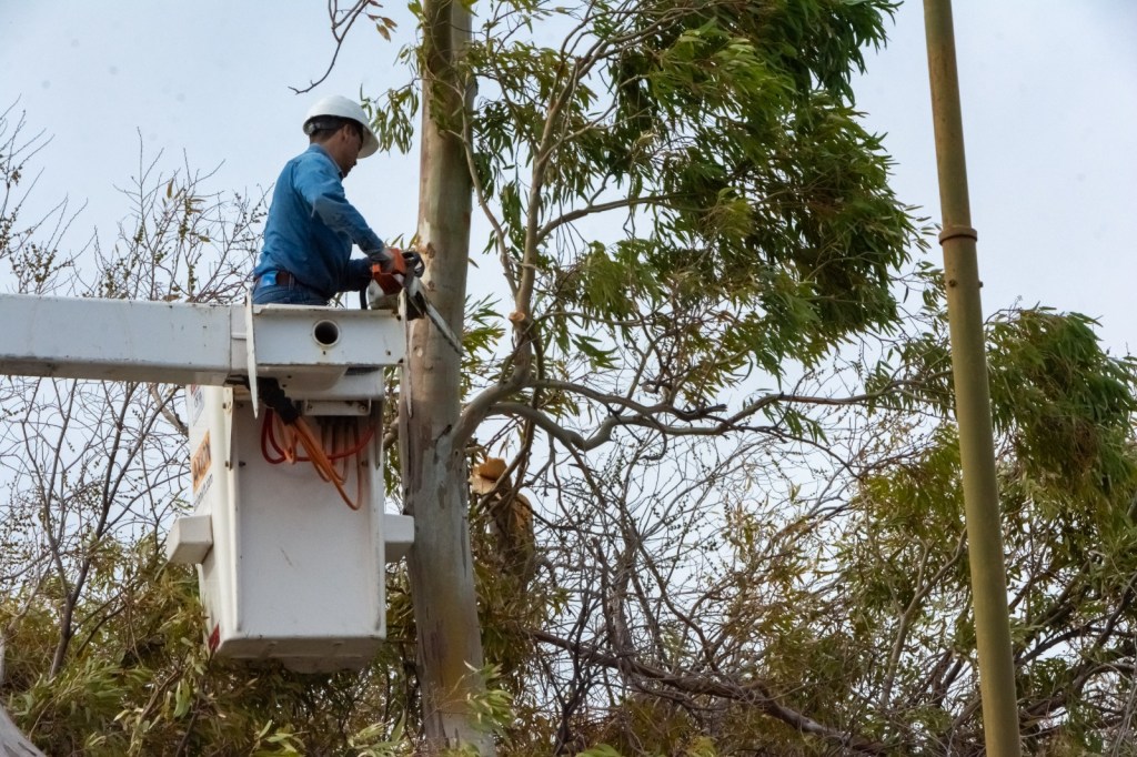 El Municipio continúa con los trabajos de poda en diferentes sectores de&nbsp;Rawson