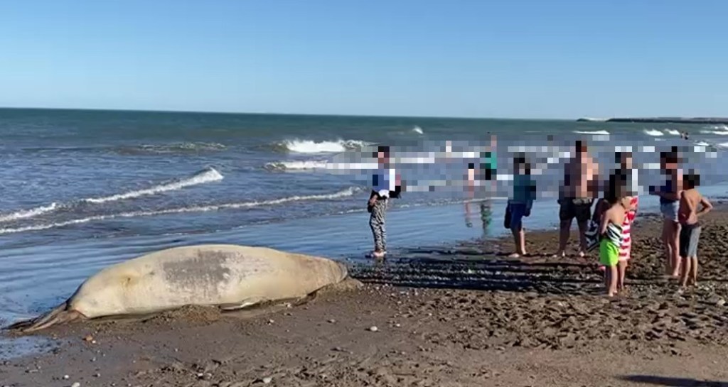 El Gobierno Provincial recuerda cuales son las indicaciones a seguir ante la circulación de gripe aviar en mamíferos&nbsp;marinos