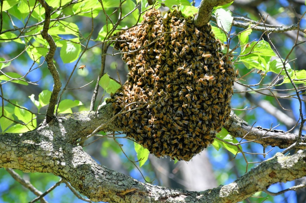 Recomendaciones ante aparición de enjambres de&nbsp;abejas