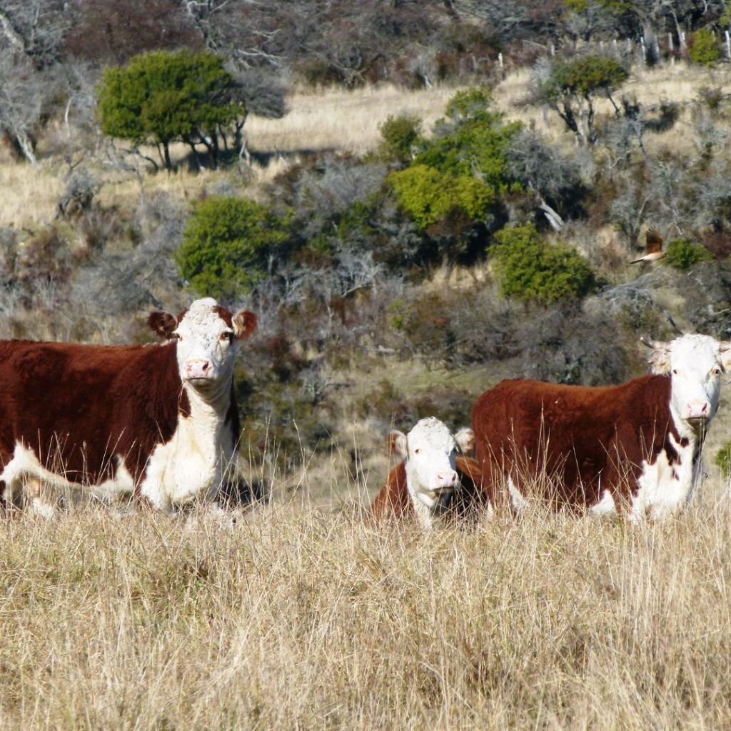 El Gobierno del Chubut seleccionó proyectos financiables para la conservación y el manejo del bosque&nbsp;nativo