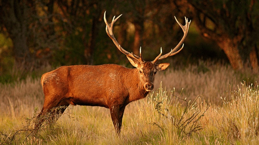 Comienzan las inscripciones para el inicio de la Temporada de Caza de Ciervo Colorado&nbsp;2024