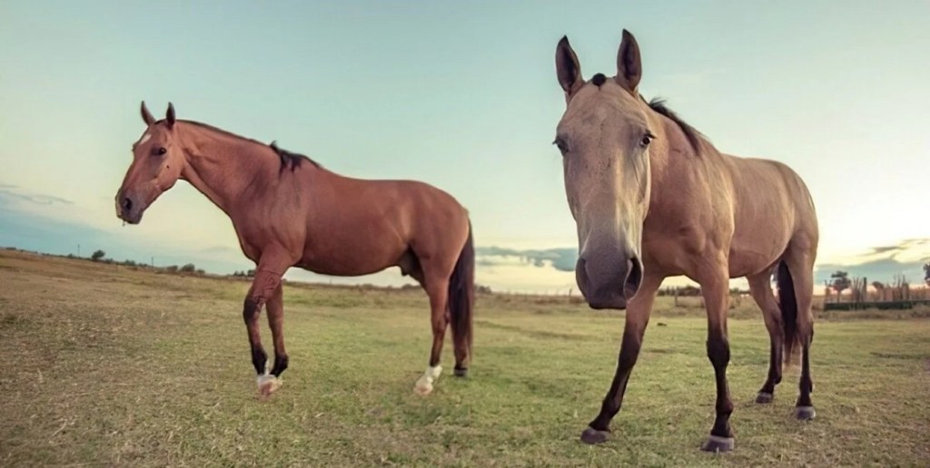 Realizan operativos territoriales para mitigar el avance del mosquito transmisor de la&nbsp;encefaliitis