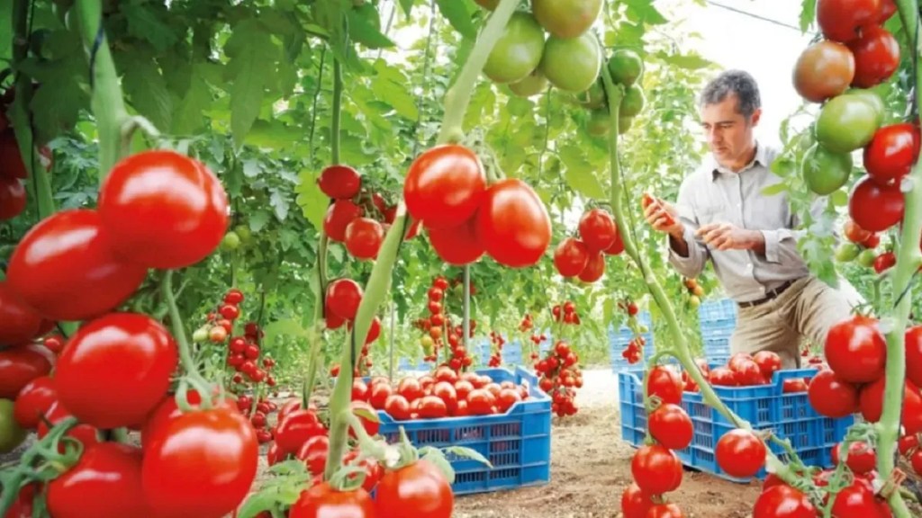 Realizan una nueva edición de la Fiesta del Tomate&nbsp;platense