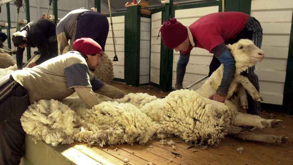 El Gobierno del Chubut participa de la 37° Fiesta Nacional de la Esquila en Río&nbsp;Mayo