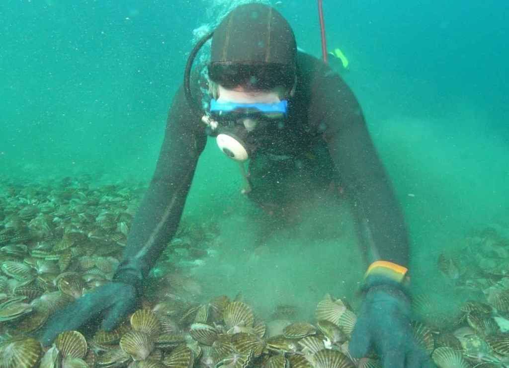 Provincia suspendió la veda por marea roja en&nbsp;Rawson