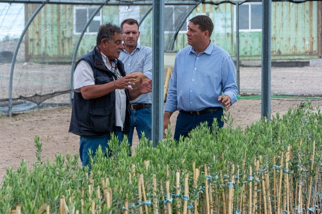Polo Olivícola: se realizó la última entrega de olivos que se plantarán en&nbsp;Rawson