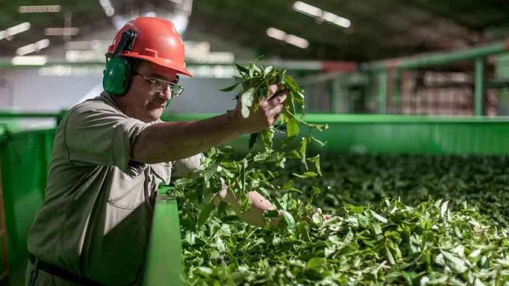 Analizan apertura de mercados externos no tradicionales con productores de té de&nbsp;Misiones