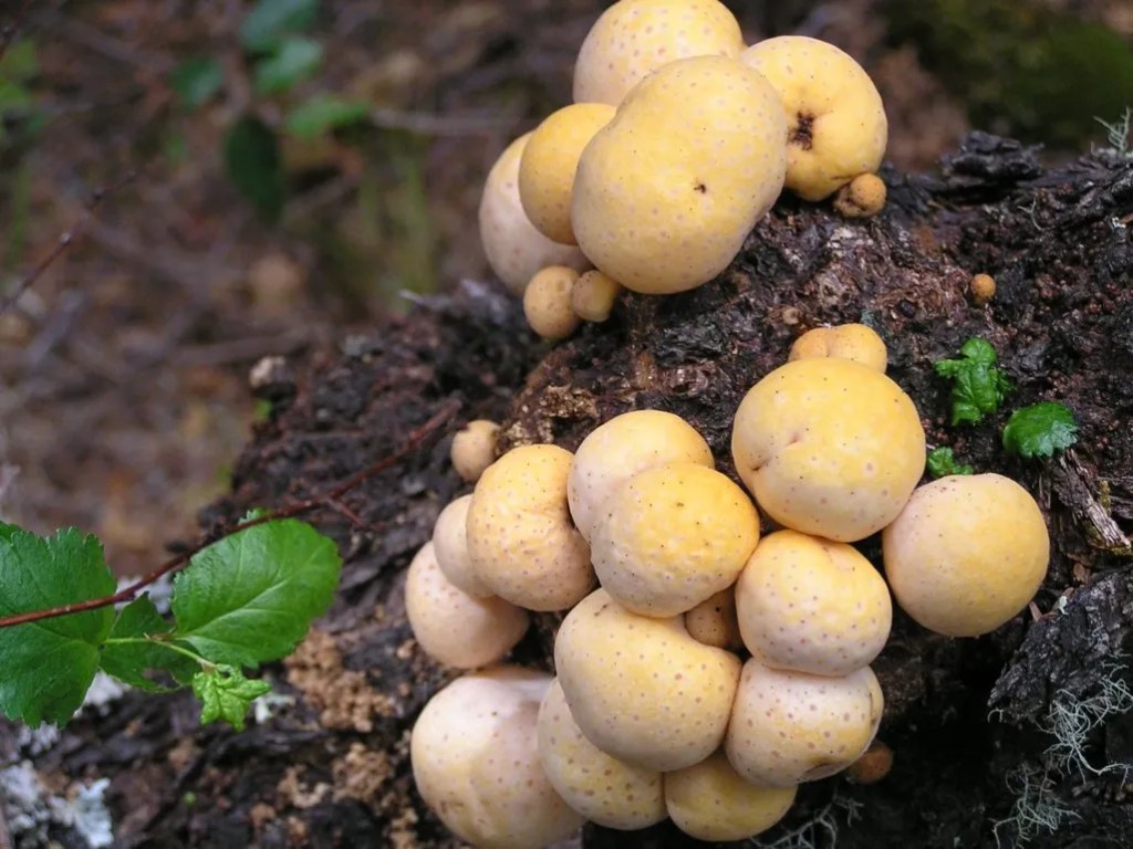 Provincia acompañará al Congreso Internacional de Hongos Comestibles que se realizará en&nbsp;Esquel