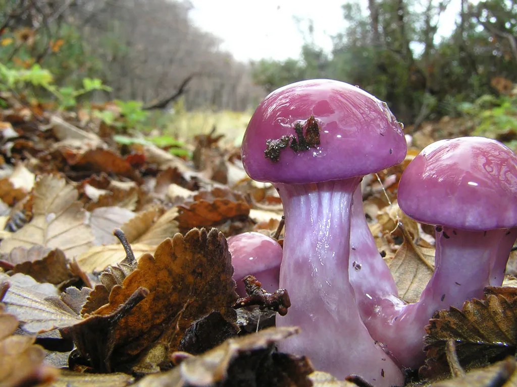 Chubut será sede del Congreso Internacional sobre Hongos&nbsp;Comestibles